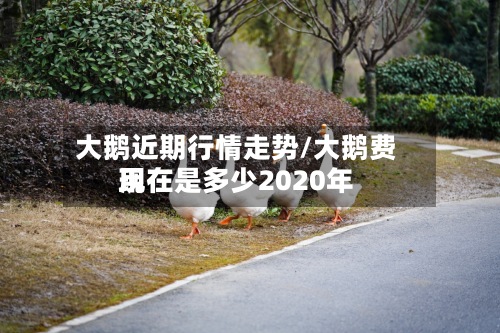 大鹅近期行情走势/大鹅费用
现在是多少2020年