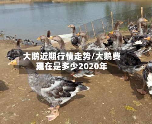大鹅近期行情走势/大鹅费用现在是多少2020年-第2张图片
