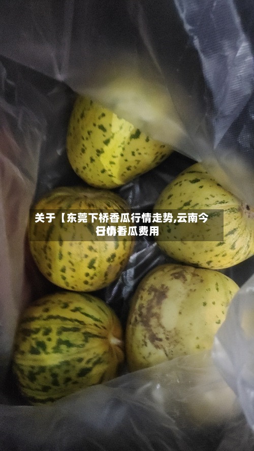 关于【东莞下桥香瓜行情走势,云南今日小香瓜费用行情】