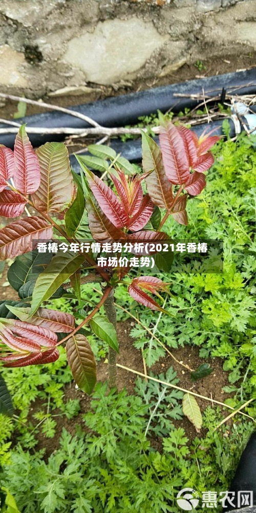 香椿今年行情走势分析(2021年香椿市场价走势)-第2张图片