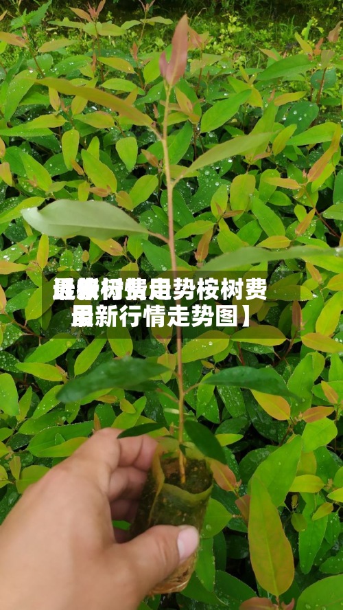 近来
【桉树费用
最新行情走势桉树费用
最新行情走势图】