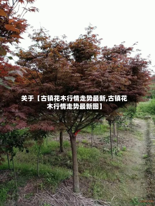 关于【古镇花木行情走势最新,古镇花木行情走势最新图】-第2张图片