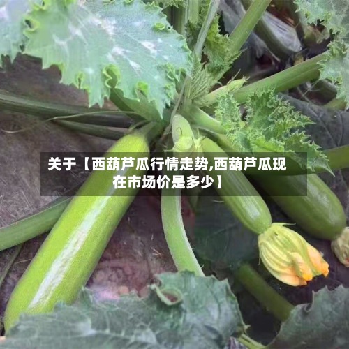关于【西葫芦瓜行情走势,西葫芦瓜现在市场价是多少】-第2张图片