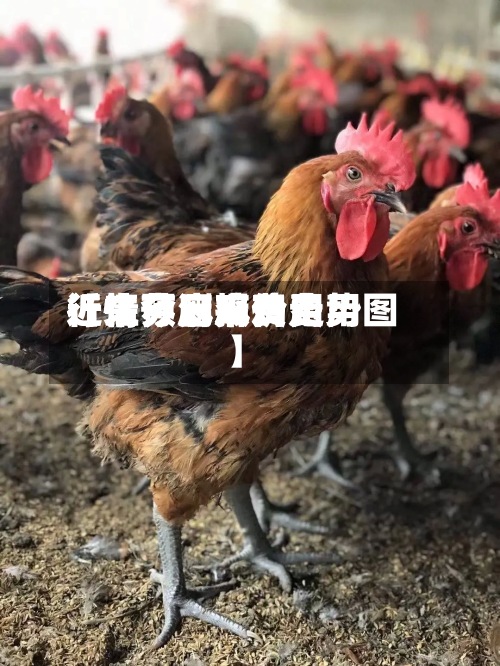 近来
【江苏麻鸡费用
行情预测麻鸡费用
行情今日报价走势图】