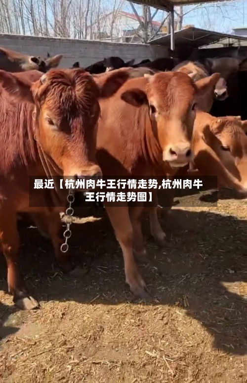 最近【杭州肉牛王行情走势,杭州肉牛王行情走势图】-第2张图片