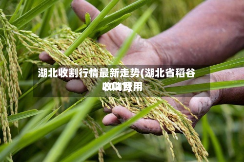 湖北收割行情最新走势(湖北省稻谷收购费用
2021)-第3张图片