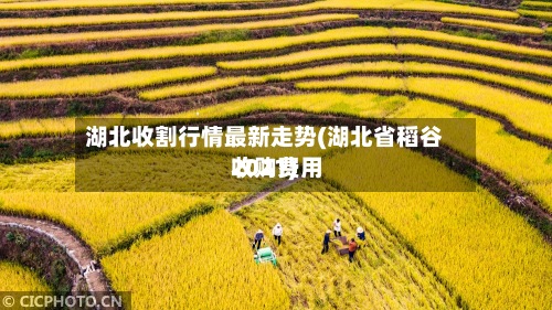 湖北收割行情最新走势(湖北省稻谷收购费用
2021)-第2张图片