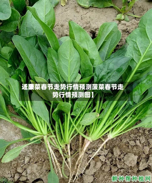 近来
【菠菜春节走势行情预测菠菜春节走势行情预测图】-第2张图片