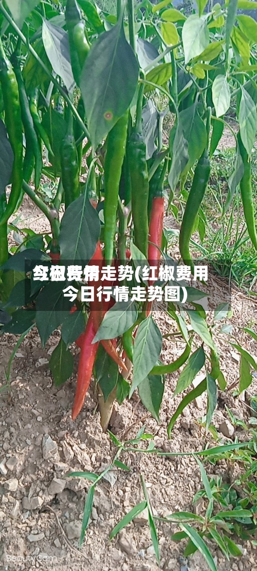 红椒费用
今日行情走势(红椒费用
今日行情走势图)-第2张图片