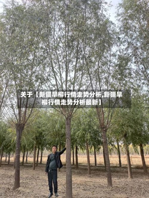 关于【新疆旱柳行情走势分析,新疆旱柳行情走势分析最新】-第2张图片