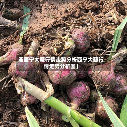 近来
【西宁大蒜行情走势分析西宁大蒜行情走势分析图】