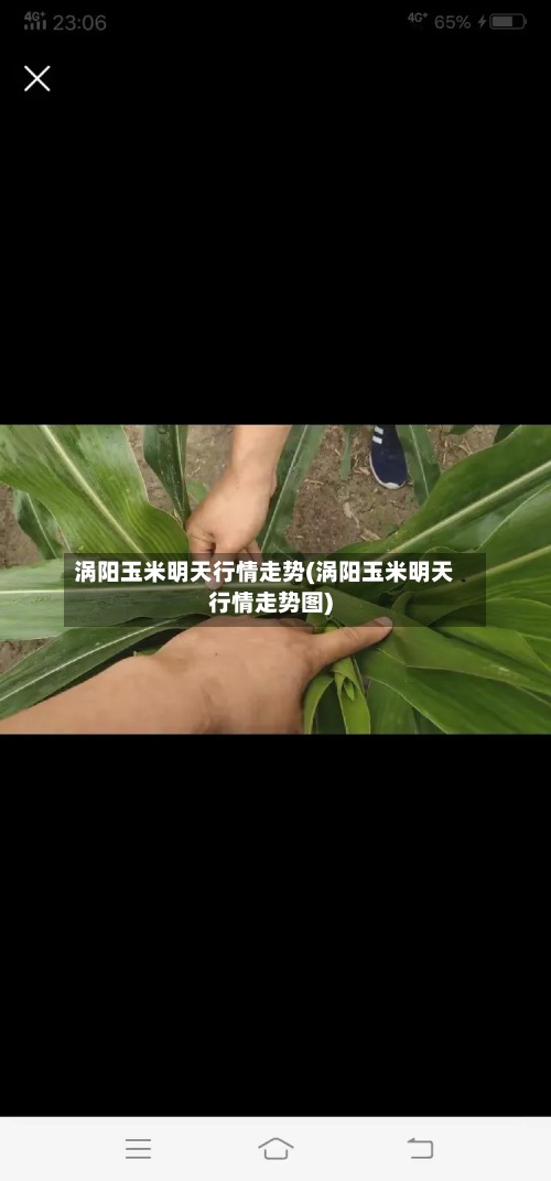 涡阳玉米明天行情走势(涡阳玉米明天行情走势图)-第2张图片