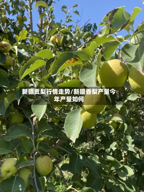 新疆贡梨行情走势/新疆香梨产量今年产量如何-第3张图片