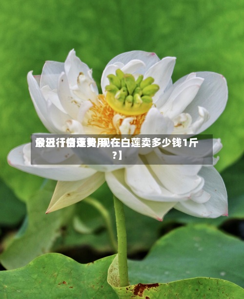 最近【白莲费用
今日行情走势,现在白莲卖多少钱1斤?】-第2张图片