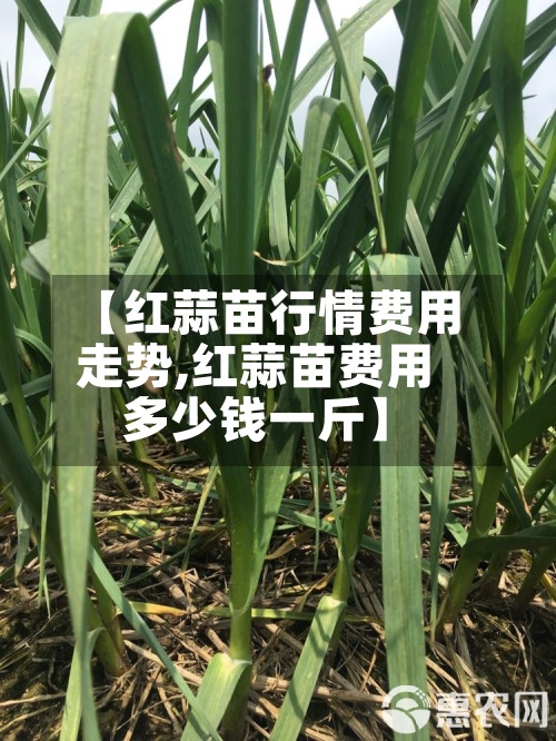 【红蒜苗行情费用走势,红蒜苗费用多少钱一斤】
