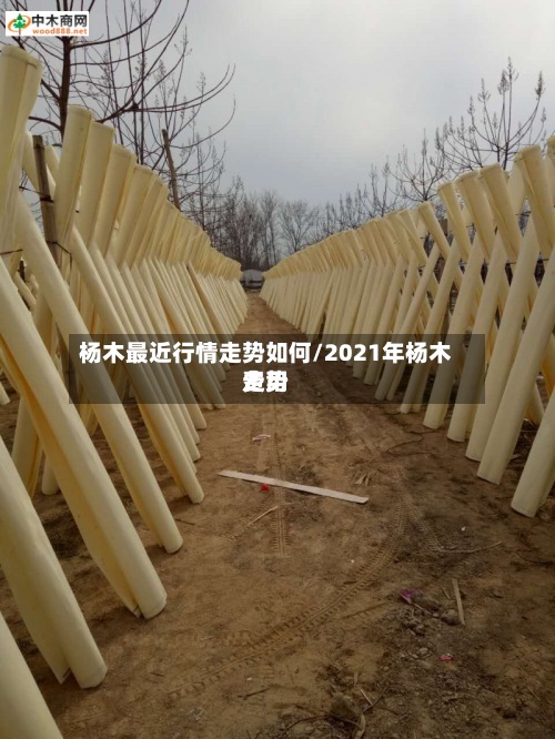 杨木最近行情走势如何/2021年杨木费用走势