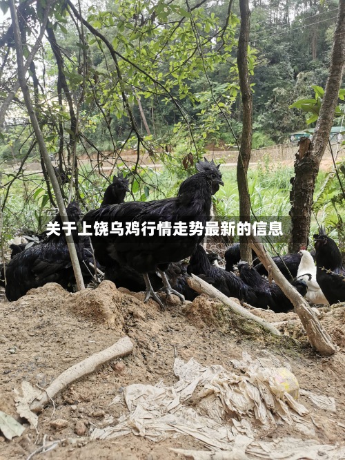 关于上饶乌鸡行情走势最新的信息