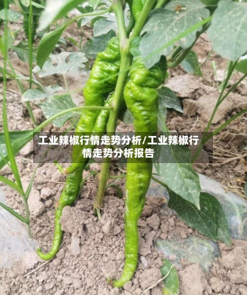 工业辣椒行情走势分析/工业辣椒行情走势分析报告