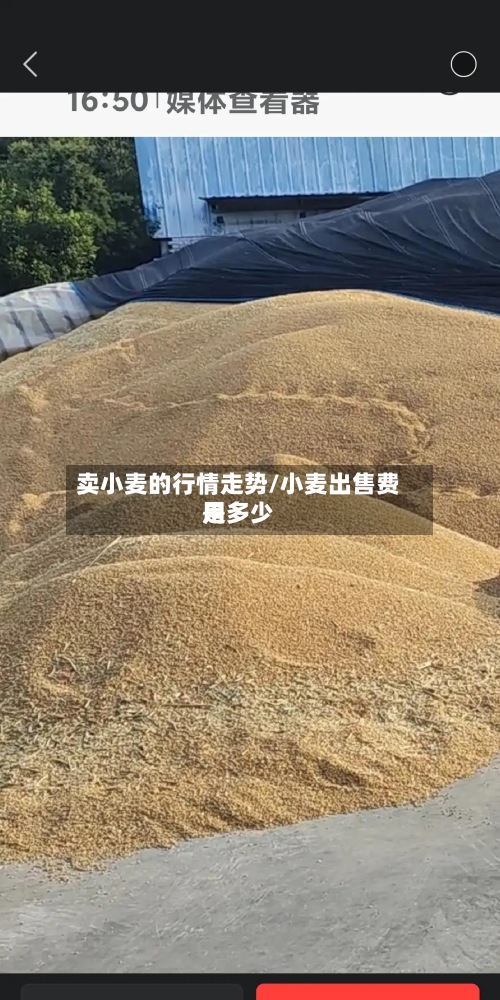 卖小麦的行情走势/小麦出售费用是多少