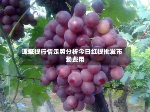近来【红提行情走势分析今日红提批发市场费用】