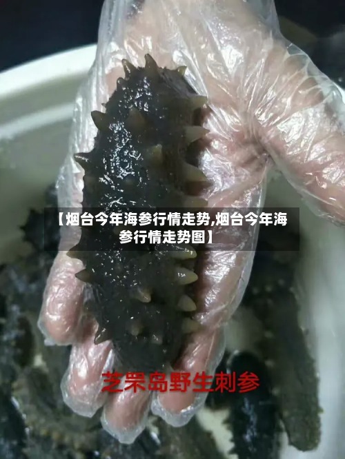 【烟台今年海参行情走势,烟台今年海参行情走势图】-第2张图片