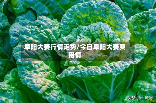 阜阳大姜行情走势/今日阜阳大姜费用
行情-第2张图片