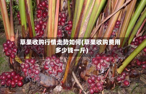 草果收购行情走势如何(草果收购费用多少钱一斤)
