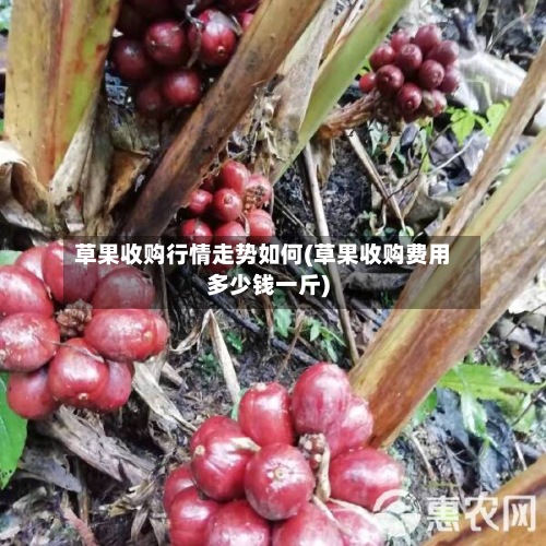 草果收购行情走势如何(草果收购费用
多少钱一斤)-第3张图片