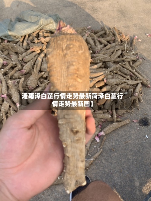 近来【菏泽白芷行情走势最新菏泽白芷行情走势最新图】-第2张图片