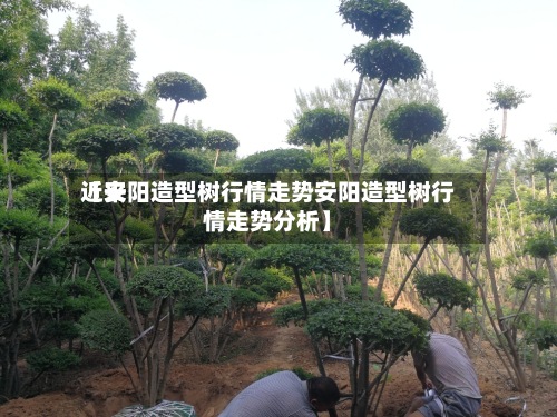 近来【安阳造型树行情走势安阳造型树行情走势分析】