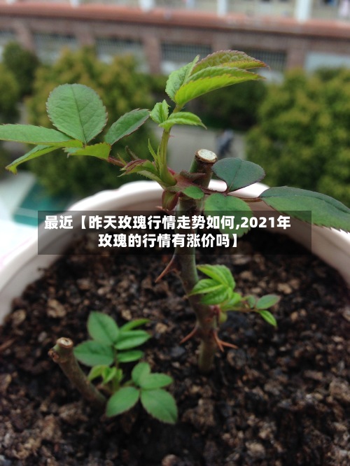 最近【昨天玫瑰行情走势如何,2021年玫瑰的行情有涨价吗】-第3张图片