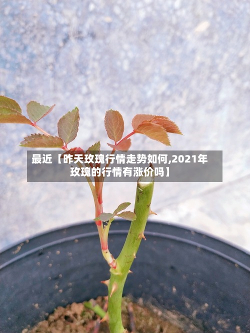 最近【昨天玫瑰行情走势如何,2021年玫瑰的行情有涨价吗】-第2张图片