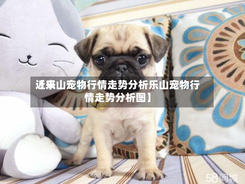 近来
【乐山宠物行情走势分析乐山宠物行情走势分析图】-第2张图片