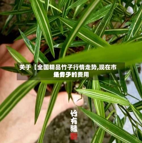 关于【全国精品竹子行情走势,现在市场竹子的费用是多少?】