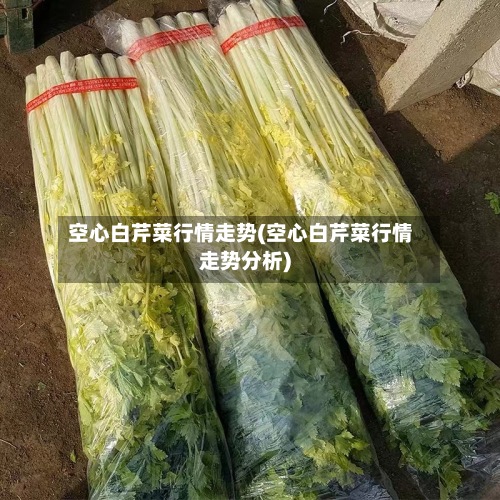 空心白芹菜行情走势(空心白芹菜行情走势分析)-第2张图片