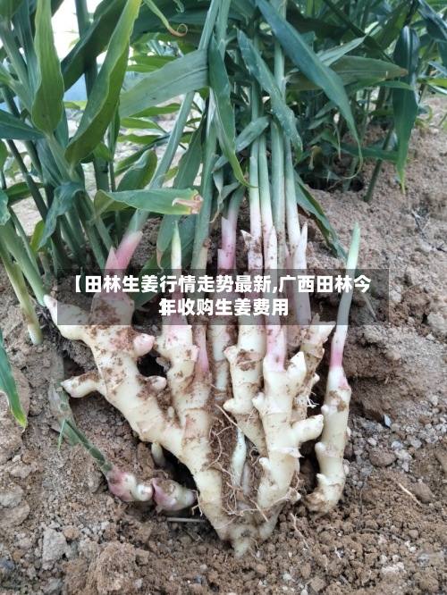 【田林生姜行情走势最新,广西田林今年收购生姜费用
】
