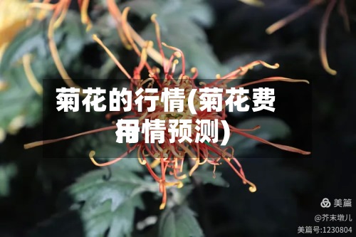 菊花的行情(菊花费用行情预测)-第2张图片