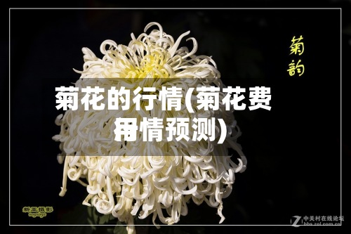 菊花的行情(菊花费用
行情预测)