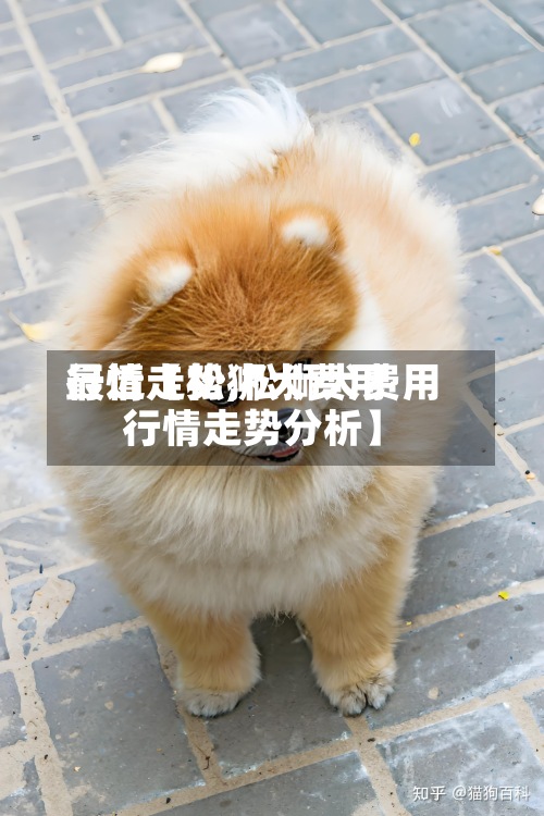 最近【松狮犬费用行情走势,松狮犬费用行情走势分析】
