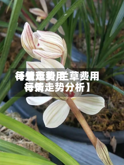 【兰草费用
每天
行情走势,兰草费用
每天
行情走势分析】