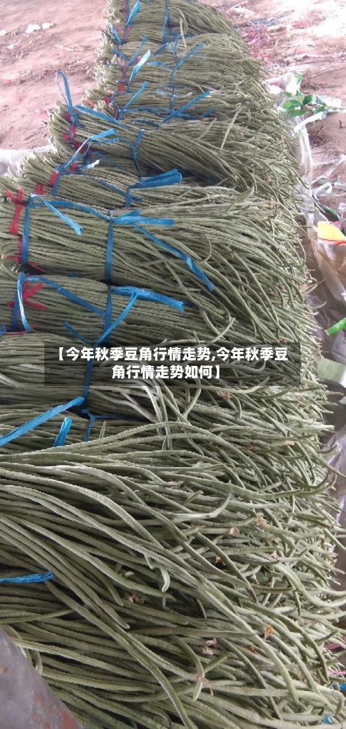 【今年秋季豆角行情走势,今年秋季豆角行情走势如何】