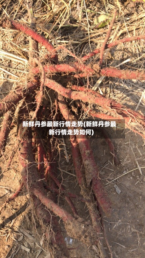 新鲜丹参最新行情走势(新鲜丹参最新行情走势如何)