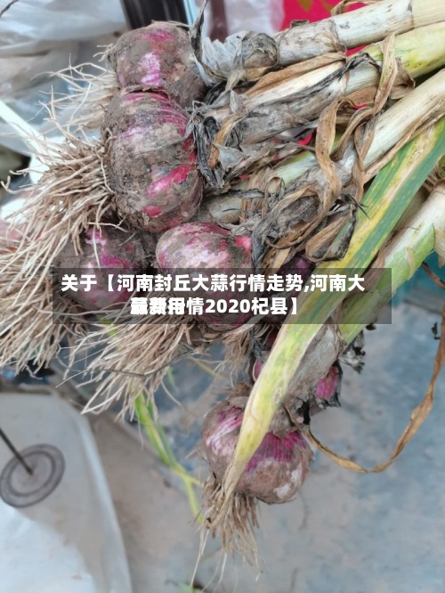 关于【河南封丘大蒜行情走势,河南大蒜费用最新行情2020杞县】-第2张图片