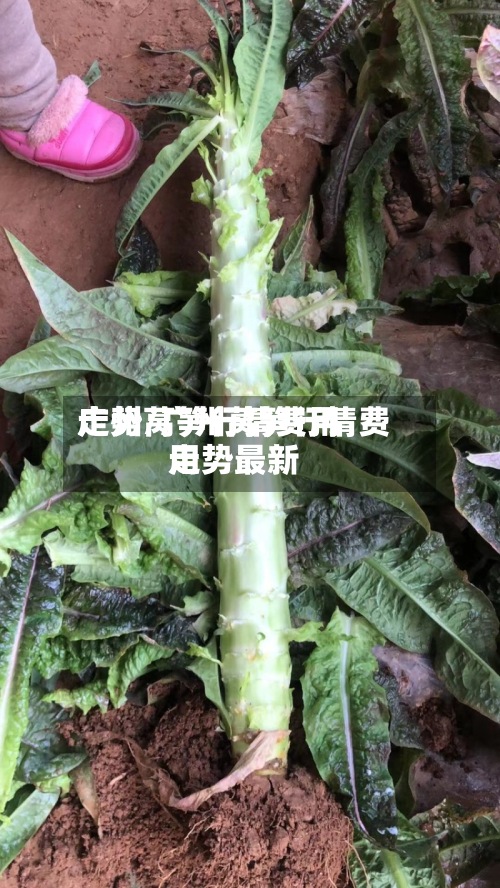 广州莴笋行情费用
走势/广州莴笋行情费用
走势最新