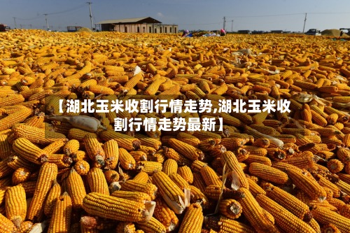 【湖北玉米收割行情走势,湖北玉米收割行情走势最新】-第3张图片