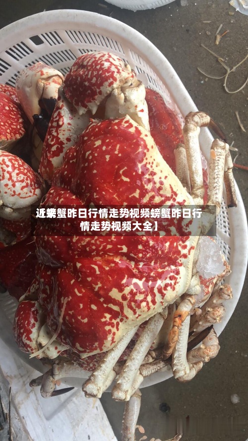 近来
【螃蟹昨日行情走势视频螃蟹昨日行情走势视频大全】